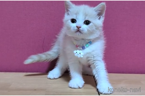 成約済の東京都のマンチカン-105726の3枚目